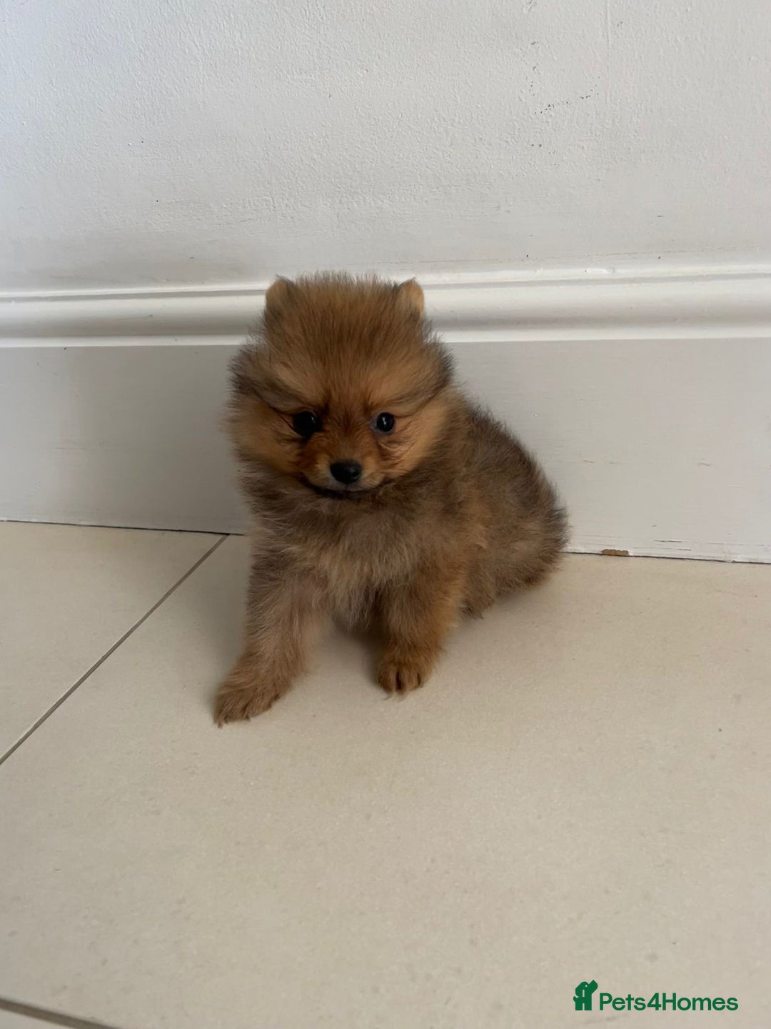 Pomeranian dogs for sale: Miniature Pomeranian  - Image 3