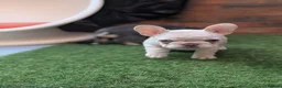French Bulldog dogs for sale: Little lilo and the one and only Atlas litter in Mitcham - Advert 9