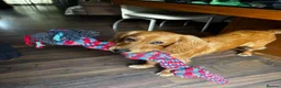 Mixed Breed dogs for sale: Young Cocker Mix needs experienced & calm home - Advert 2