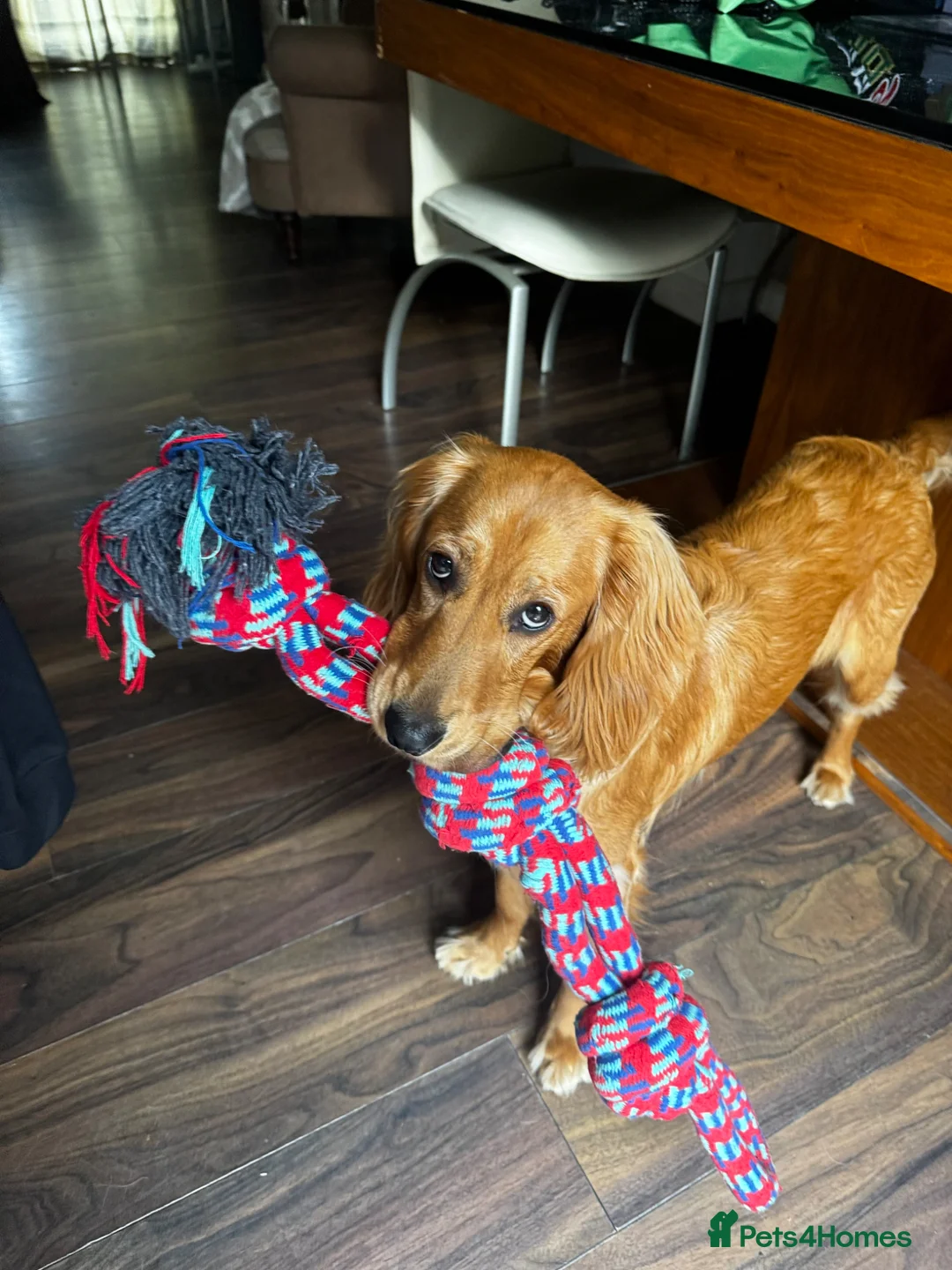 Mixed Breed dogs for sale: Young Cocker Mix needs experienced & calm home - Advert 2