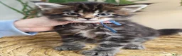 Maine Coon cats for sale: Exceptional Russian Line Maine coons - Advert 15
