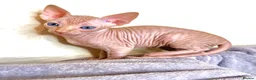 Sphynx cats for sale: Canadian Sphynx Kittens 4 Boys & 1 Girl  in Romford - Advert 4