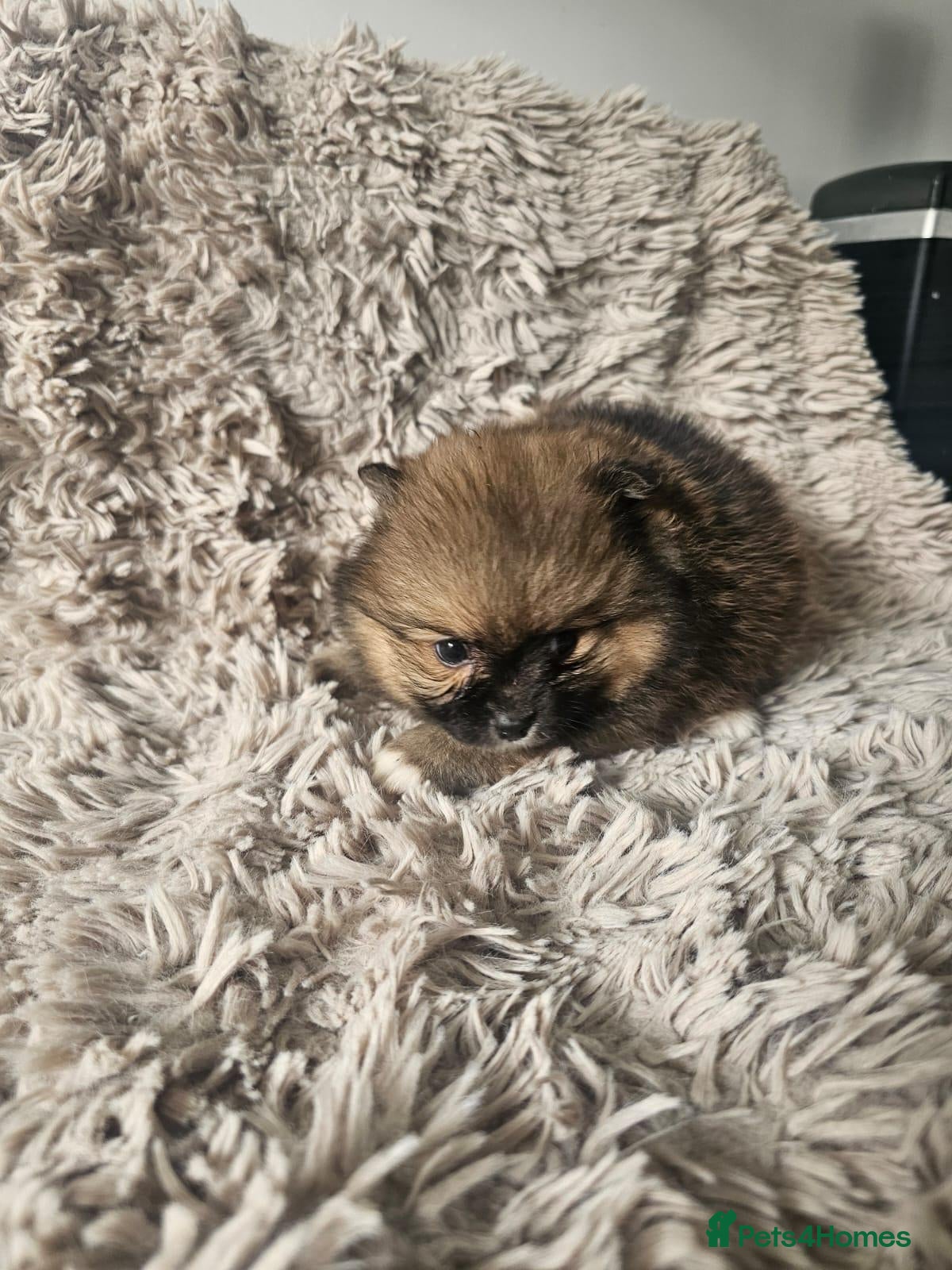 Pomeranian dogs for sale: Beautiful Pomeranian 🥰 - Advert 2