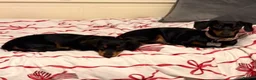 Miniature Dachshund dogs for sale: Miniature dachshund puppy last boy - Advert 7