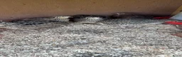 Quail poultry for sale: Breeding pen quail  - Advert 2