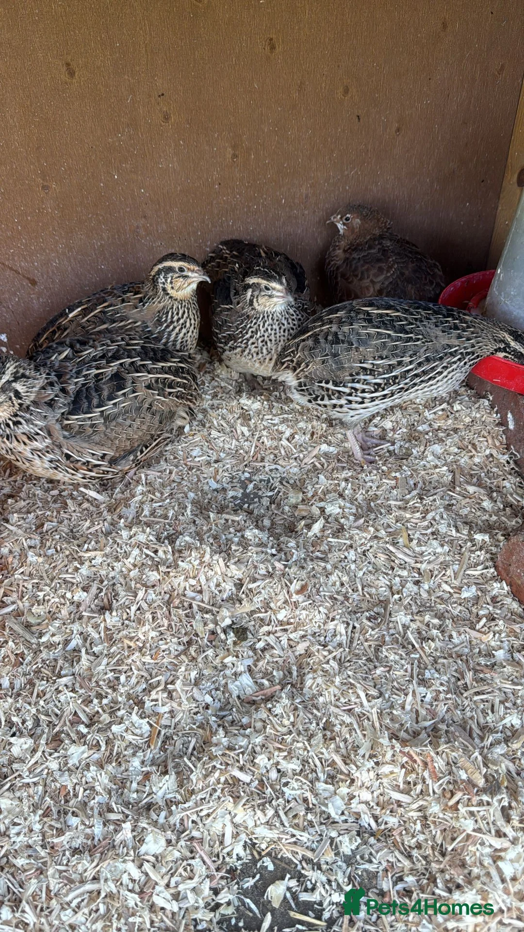 Quail poultry for sale: Breeding pen quail  - Advert 2