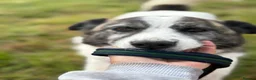 Mixed Breed dogs for adoption: Laura - Norwich Norfolk  in Norwich - Advert 2