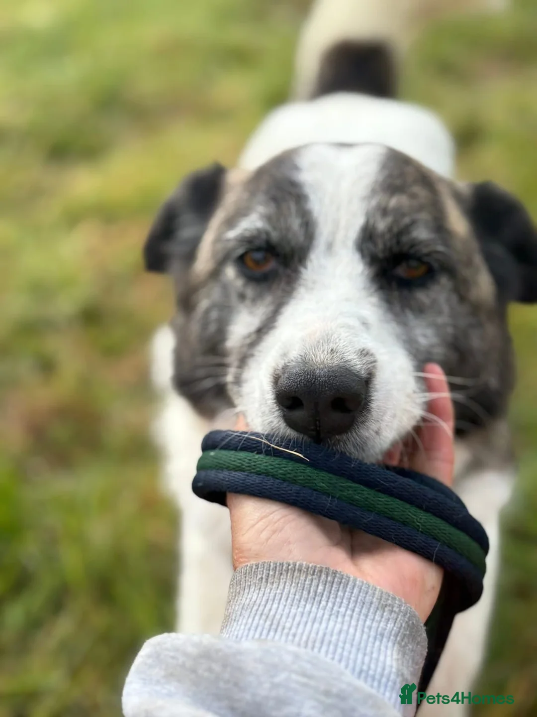 Mixed Breed dogs for adoption: Laura - Norwich Norfolk  in Norwich - Advert 2