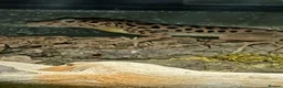 Anole reptiles for sale: Young Sabanus anoles (anolis sabanus) - Advert 1