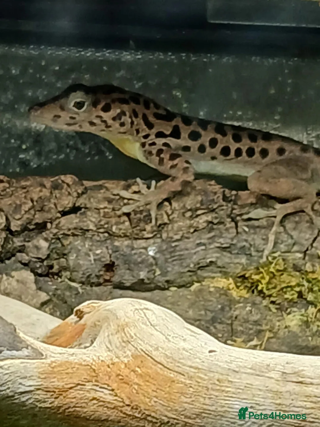 Anole reptiles for sale: Young Sabanus anoles (anolis sabanus) - Advert 1