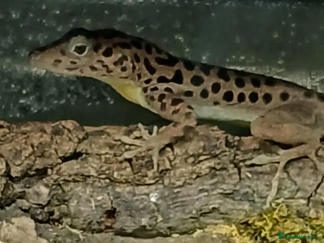 Anole reptiles for sale: Young Sabanus anoles (anolis sabanus) - Advert 1