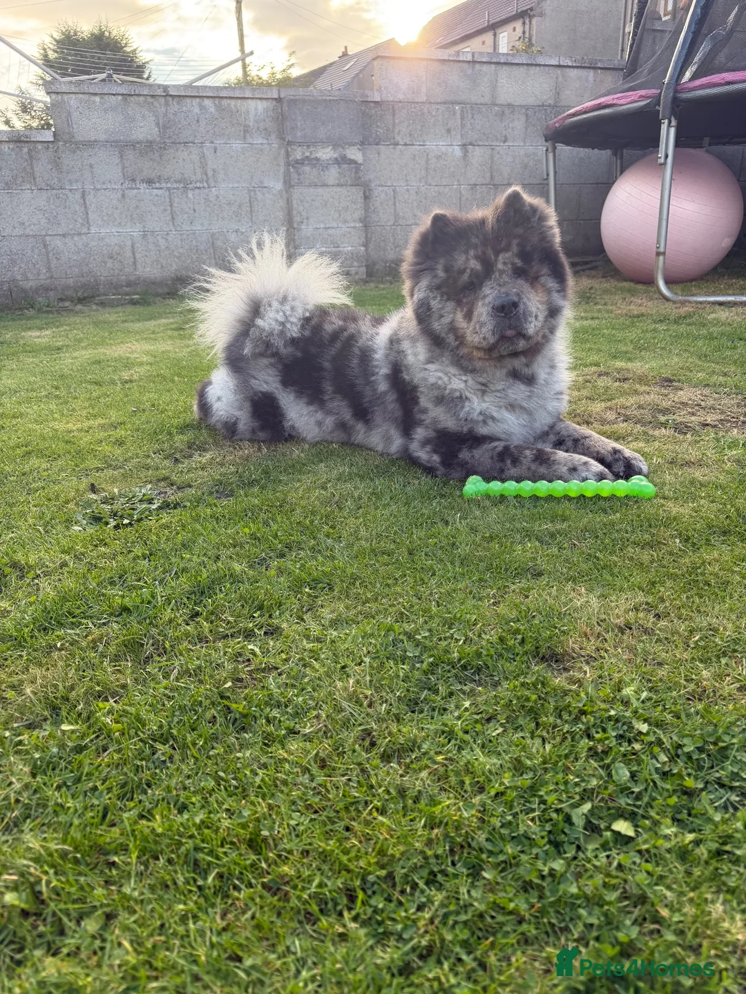 Chow Chow dogs for stud: Chow Stud in Dundee - Advert 1