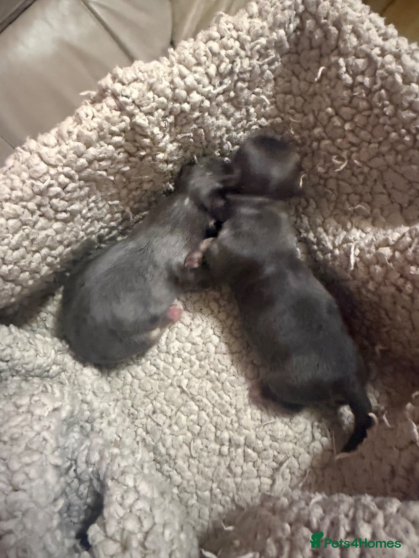Chihuahua dogs for sale: Blue tri puppies  - Advert 3