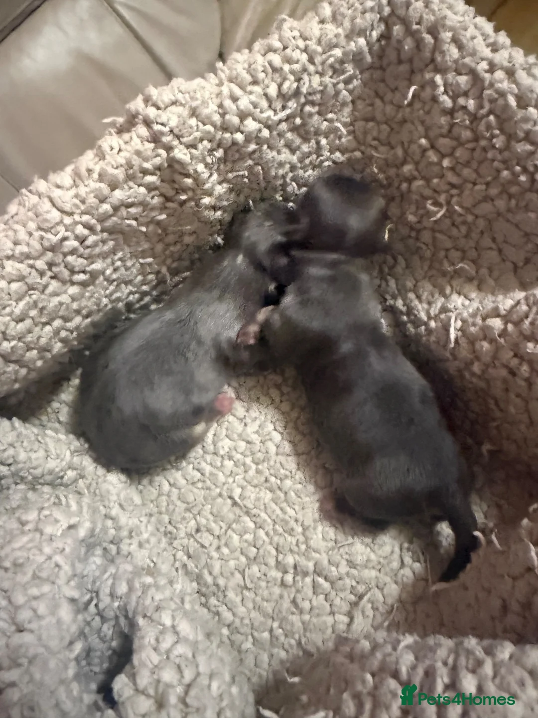 Chihuahua dogs for sale: Blue tri puppies  in Weston-super-Mare - Advert 1