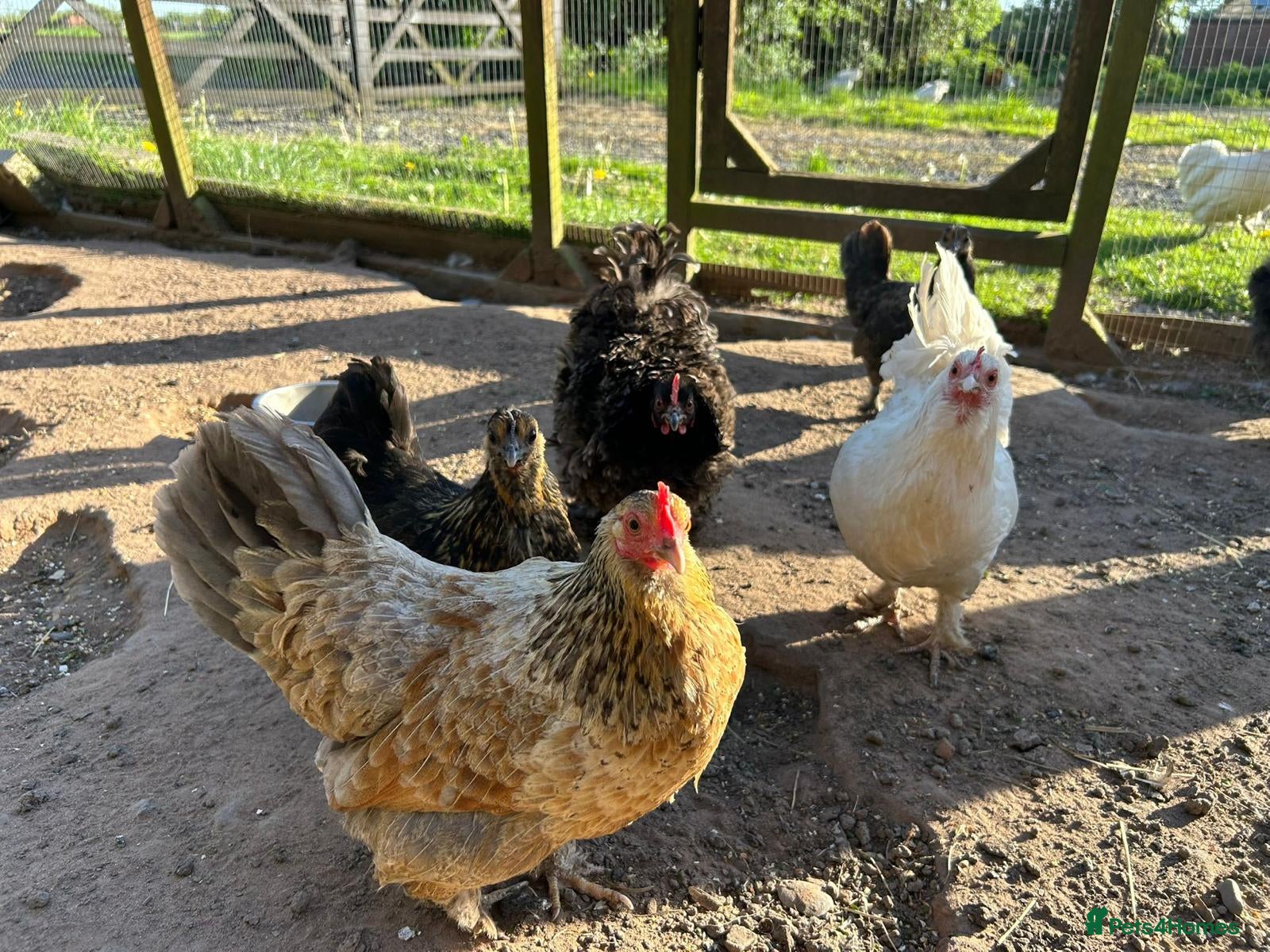 Chickens poultry 8 small Bantam Hen's available  - Advert 9