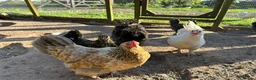 Chickens poultry for sale: 8 small Bantam Hen's available  in Preston - Advert 1