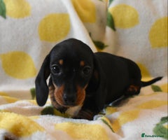Miniature Dachshund dogs - Advert 8