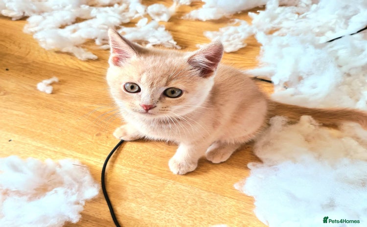 Mixed Breed cats - Advert 1