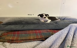 Whippet dogs for sale: Whippets  - Image 3