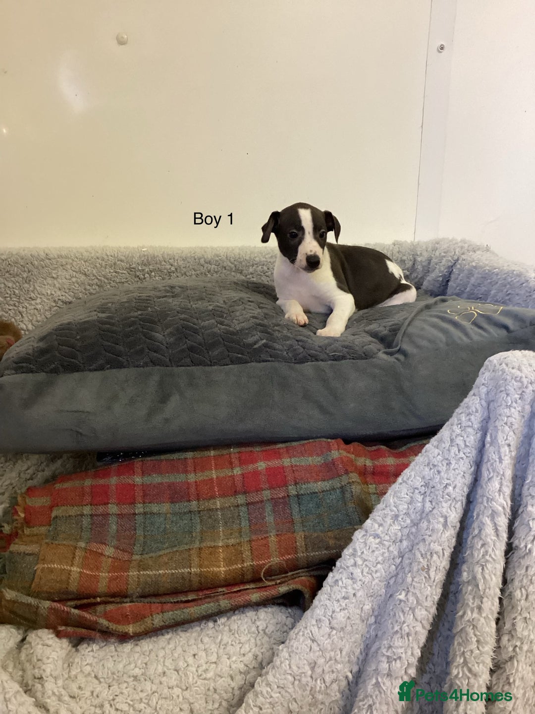 Whippet dogs for sale: Whippets  - Image 3