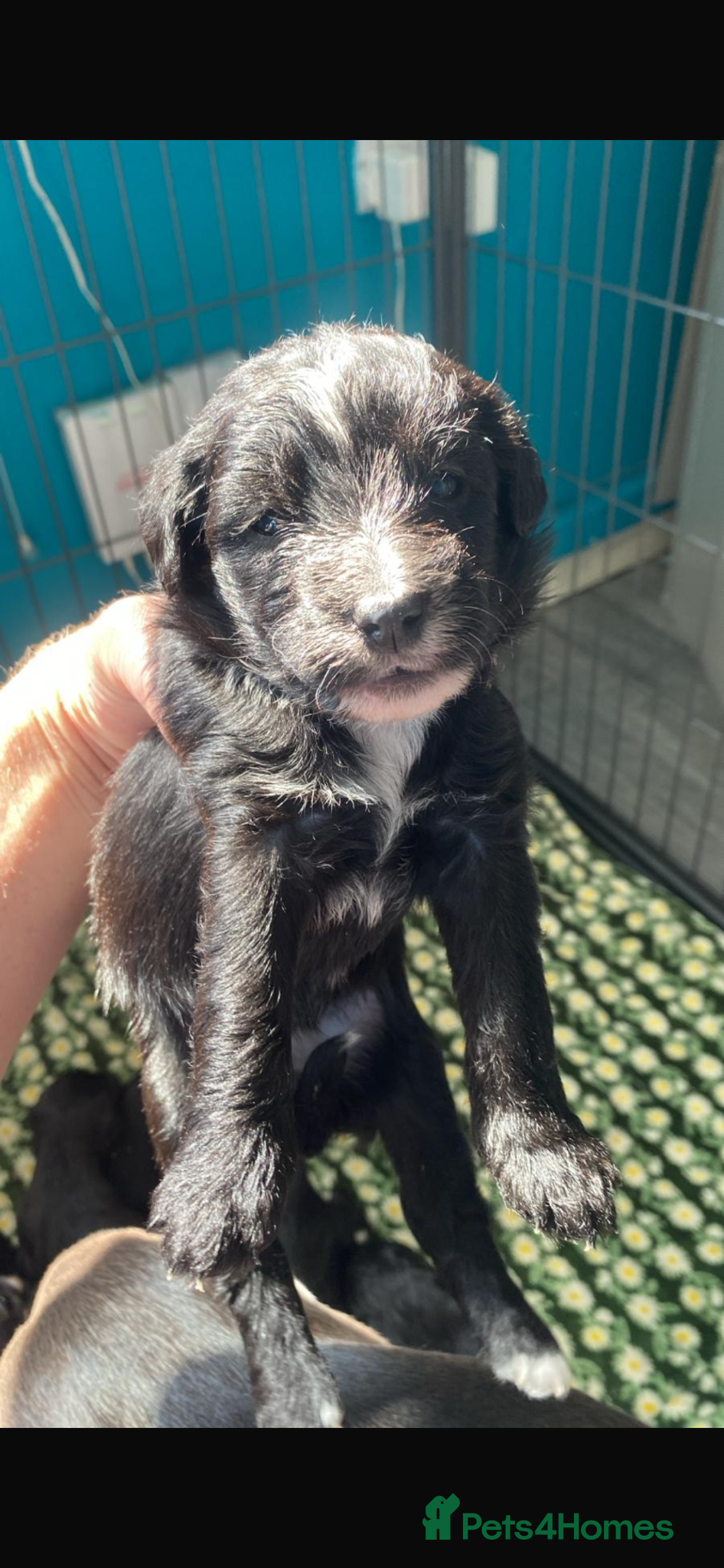 Mixed Breed dogs Whippet cross toy poodle   - Advert 4