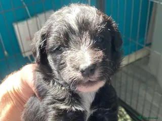 Mixed Breed dogs Whippet cross toy poodle - Advert 4