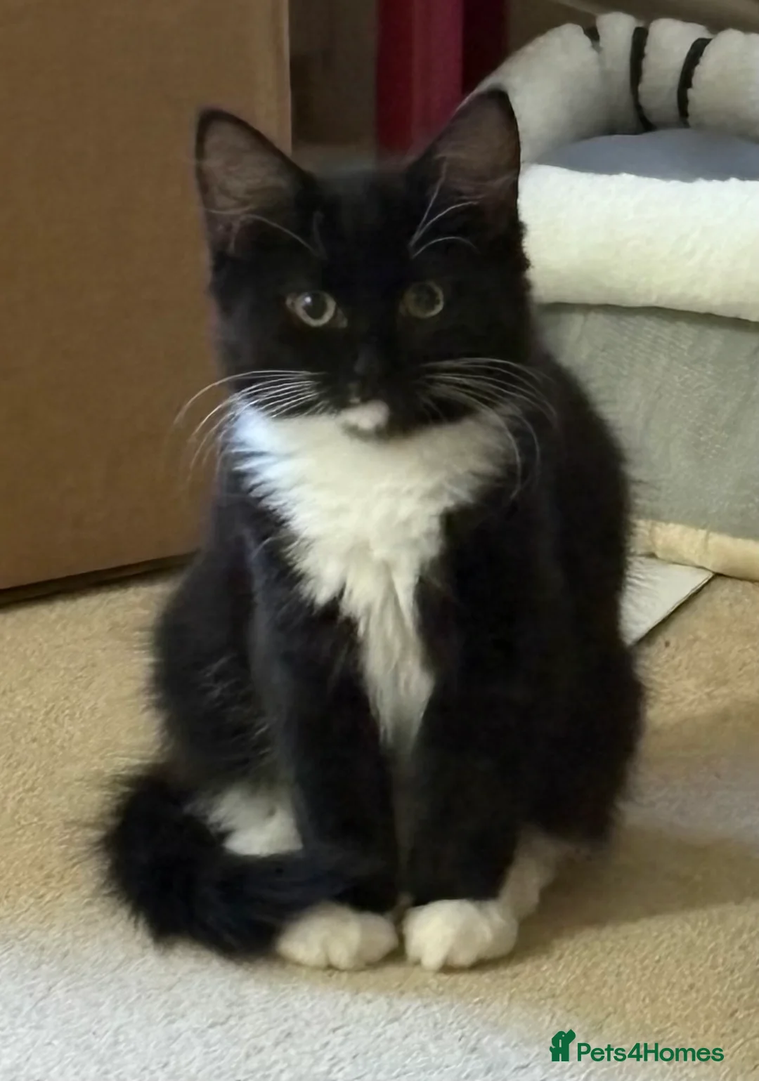 Mixed Breed cats for sale: Mother and daughter  - Advert 2