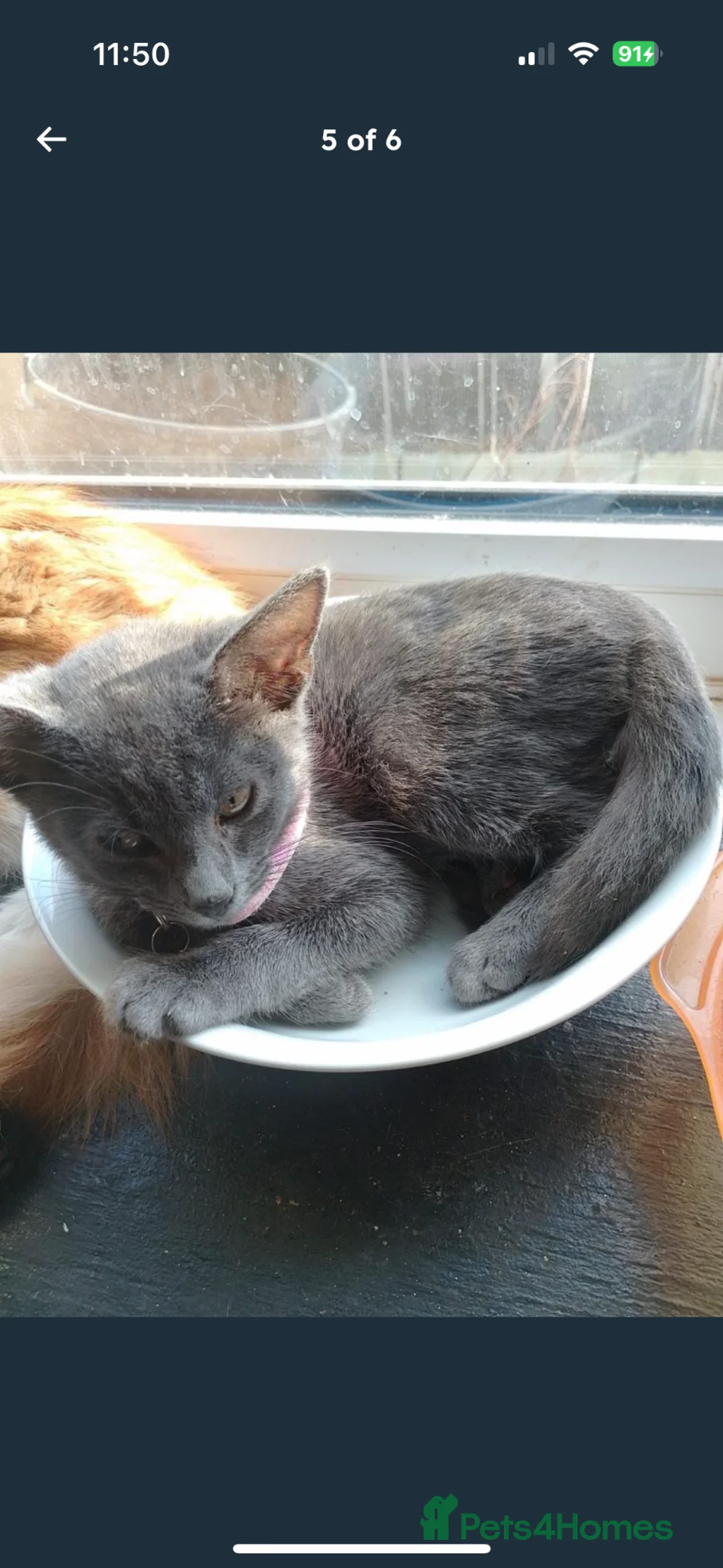 Russian Blue cats for sale: Female Russian blue  in Batley - Advert 4