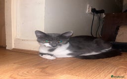 Mixed Breed cats for sale: Leo – Playful Bengal-Tabby with a Big Heart! 🐾 - Image 2