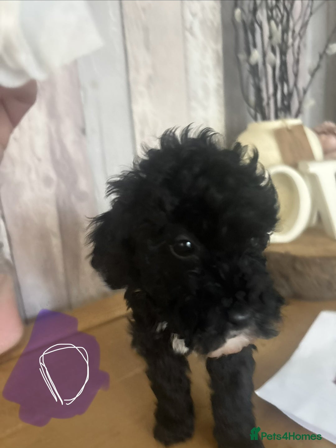 Cockapoo dogs for sale: Cockapoo Puppies looking for their forever homes - Advert 16