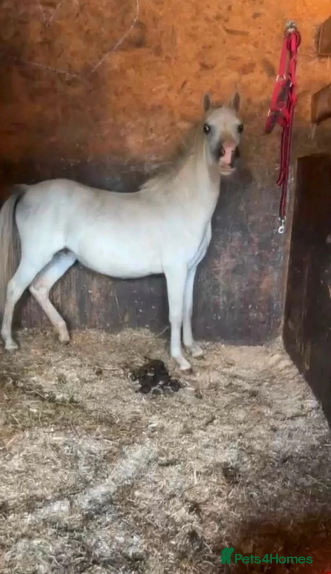 Welsh Section A horses for sale: DIVA... Looking for a 5 🌟 home. Section A Mare,  - Advert 1