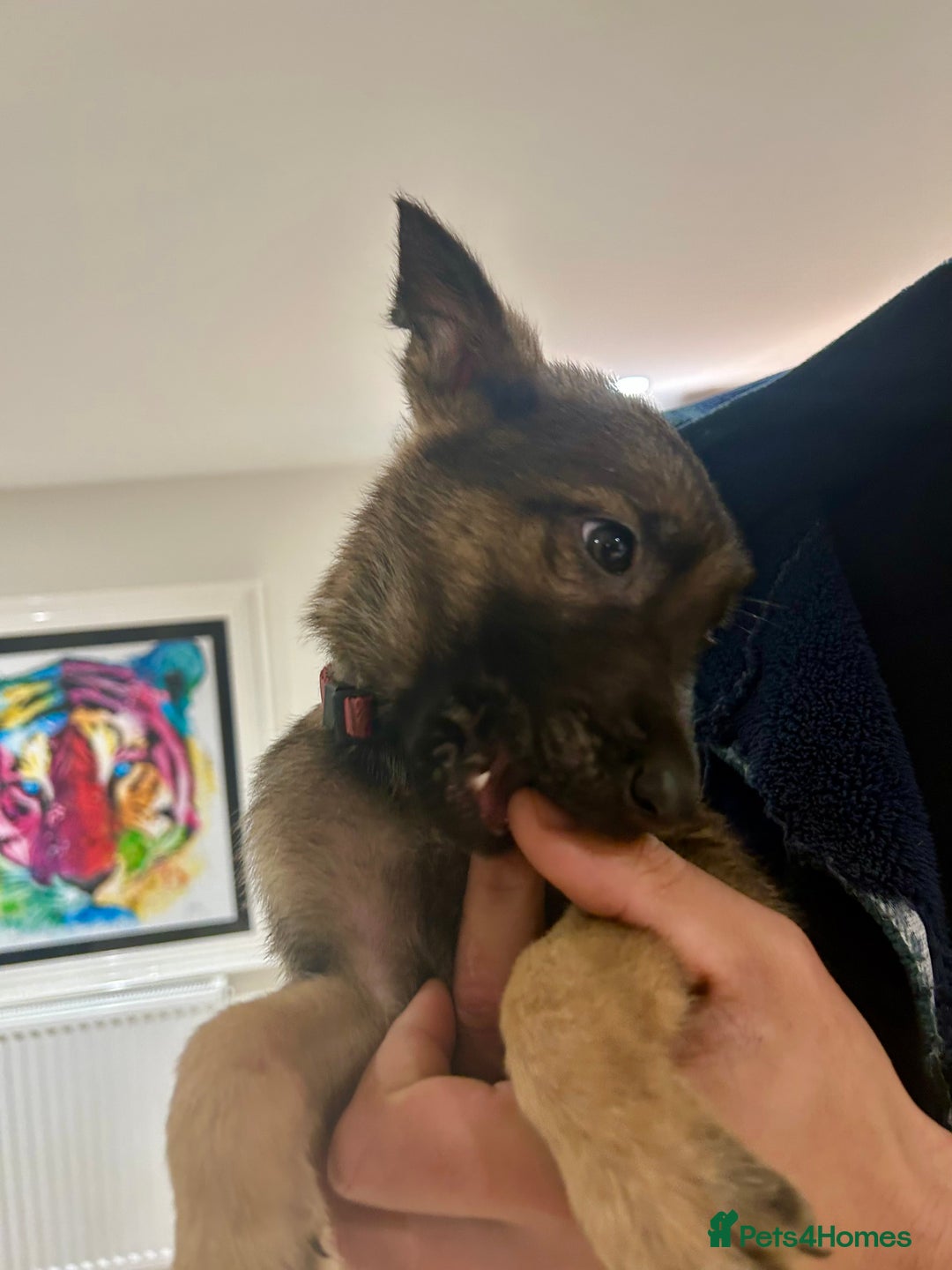 German Shepherd dogs for sale: Blue line German Shepherd’s - Ready today!  - Advert 23