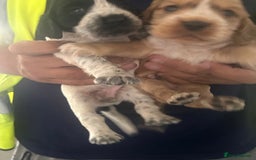 Cocker Spaniel dogs for sale: 🔥 rare coloured show type cocker spaniels  - Image 4