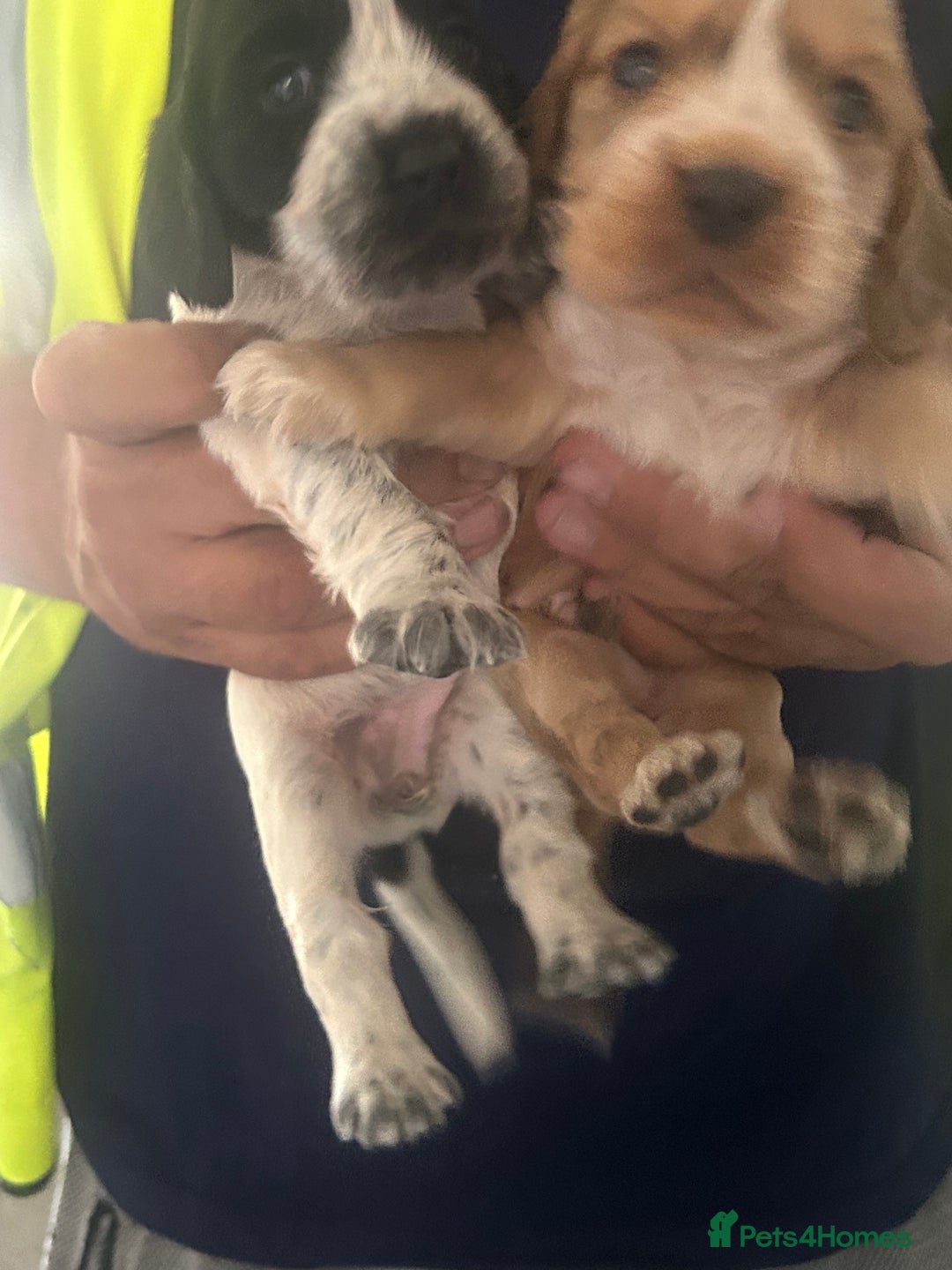 Cocker Spaniel dogs for sale: 🔥 rare coloured show type cocker spaniels  - Image 4