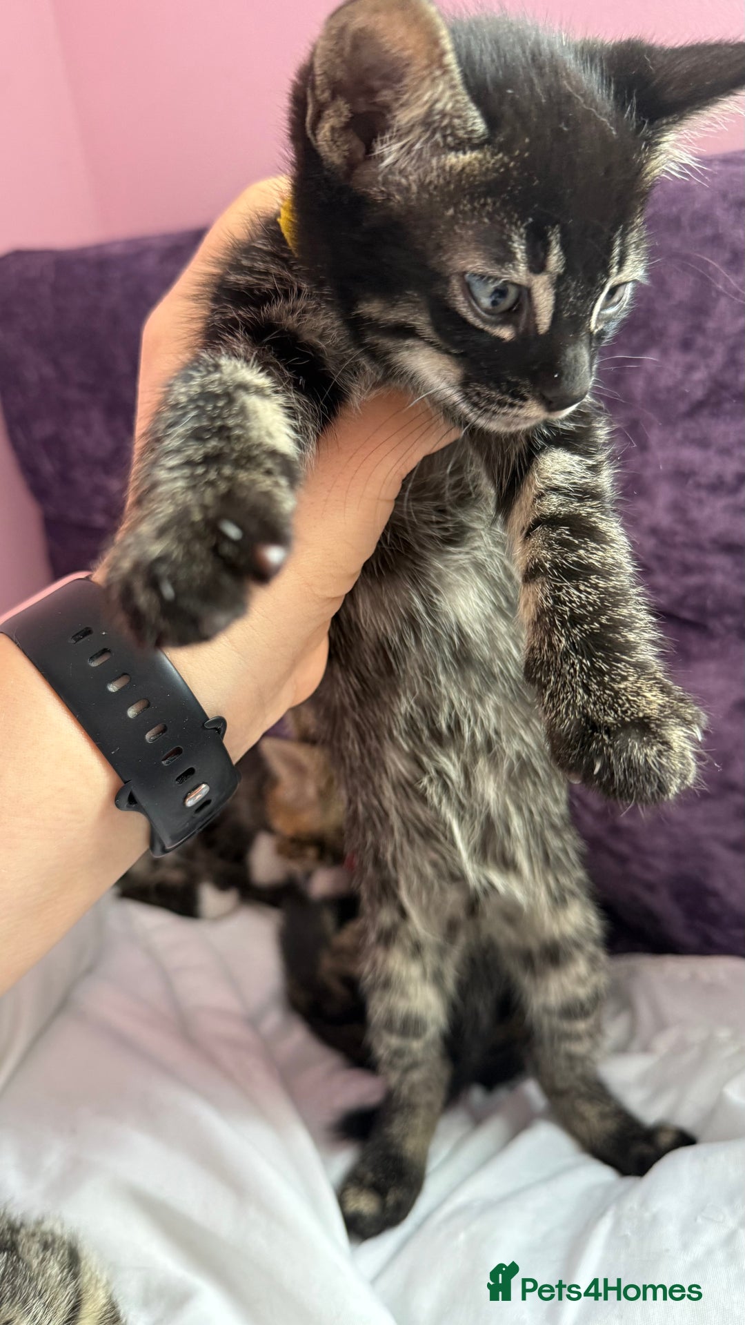 Mixed Breed cats for sale: Mixed bengal kittens - Advert 12