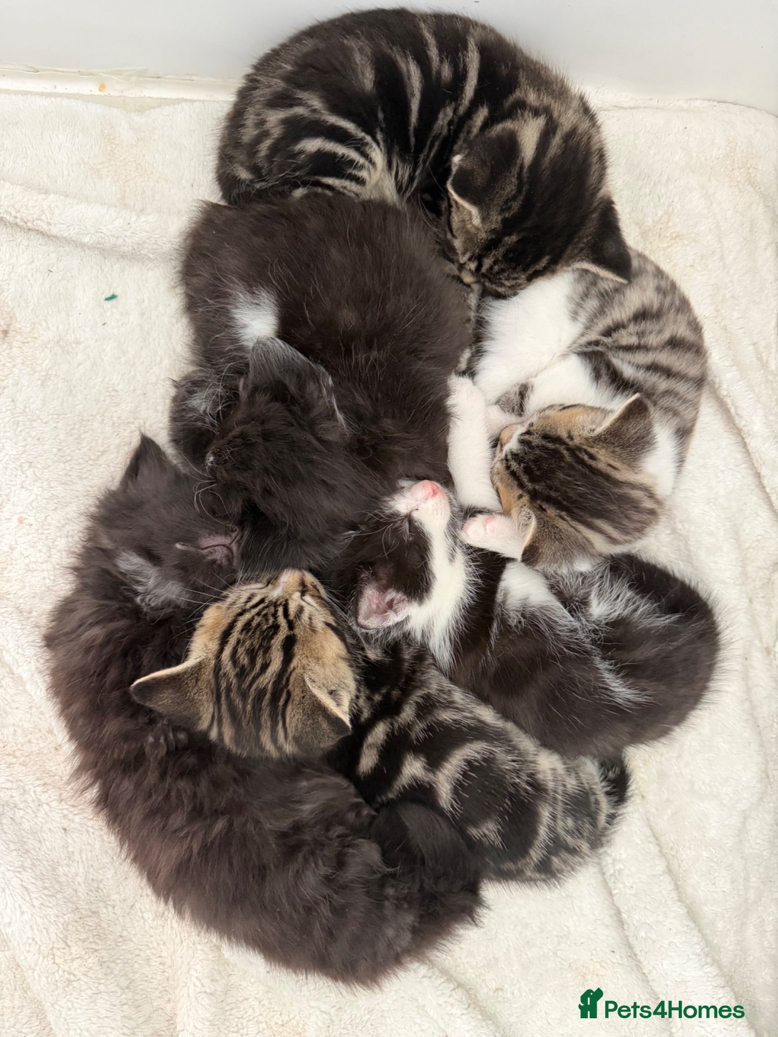 Mixed Breed cats Beautiful coloured kittens for sale  - Advert 1