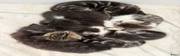 Mixed Breed cats for sale: Beautiful coloured kittens for sale  - Advert 1