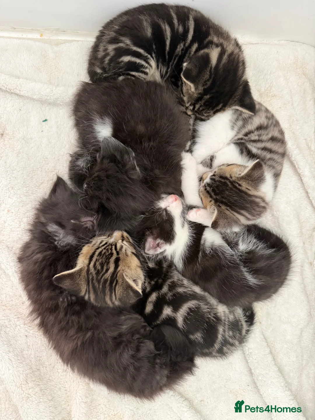 Mixed Breed cats for sale: Beautiful coloured kittens for sale  - Advert 1