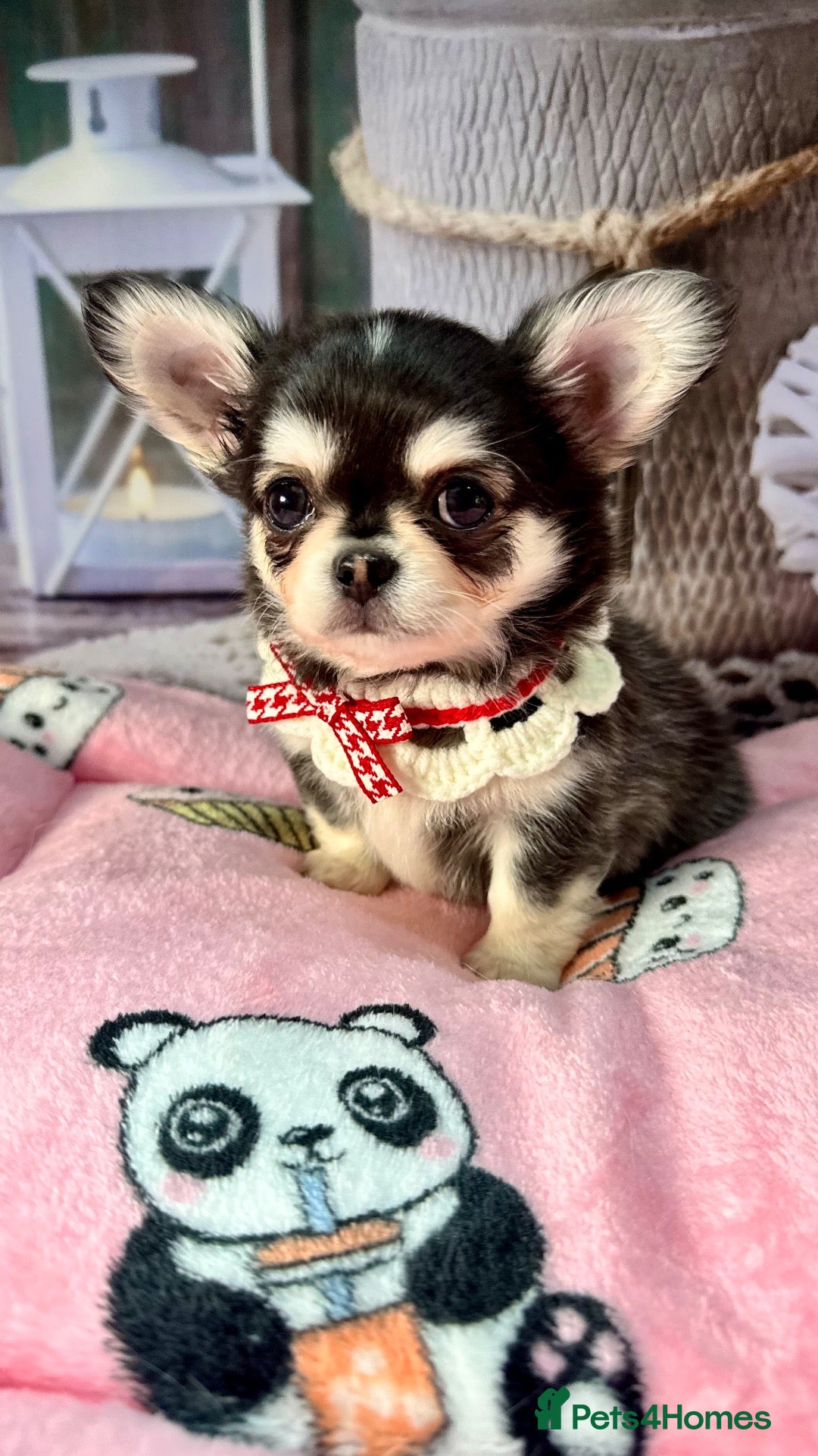 Chihuahua dogs 🤎🐾🖤Exotic LC RKC Husky Marking Boys🖤🐾🤎 - Advert 2