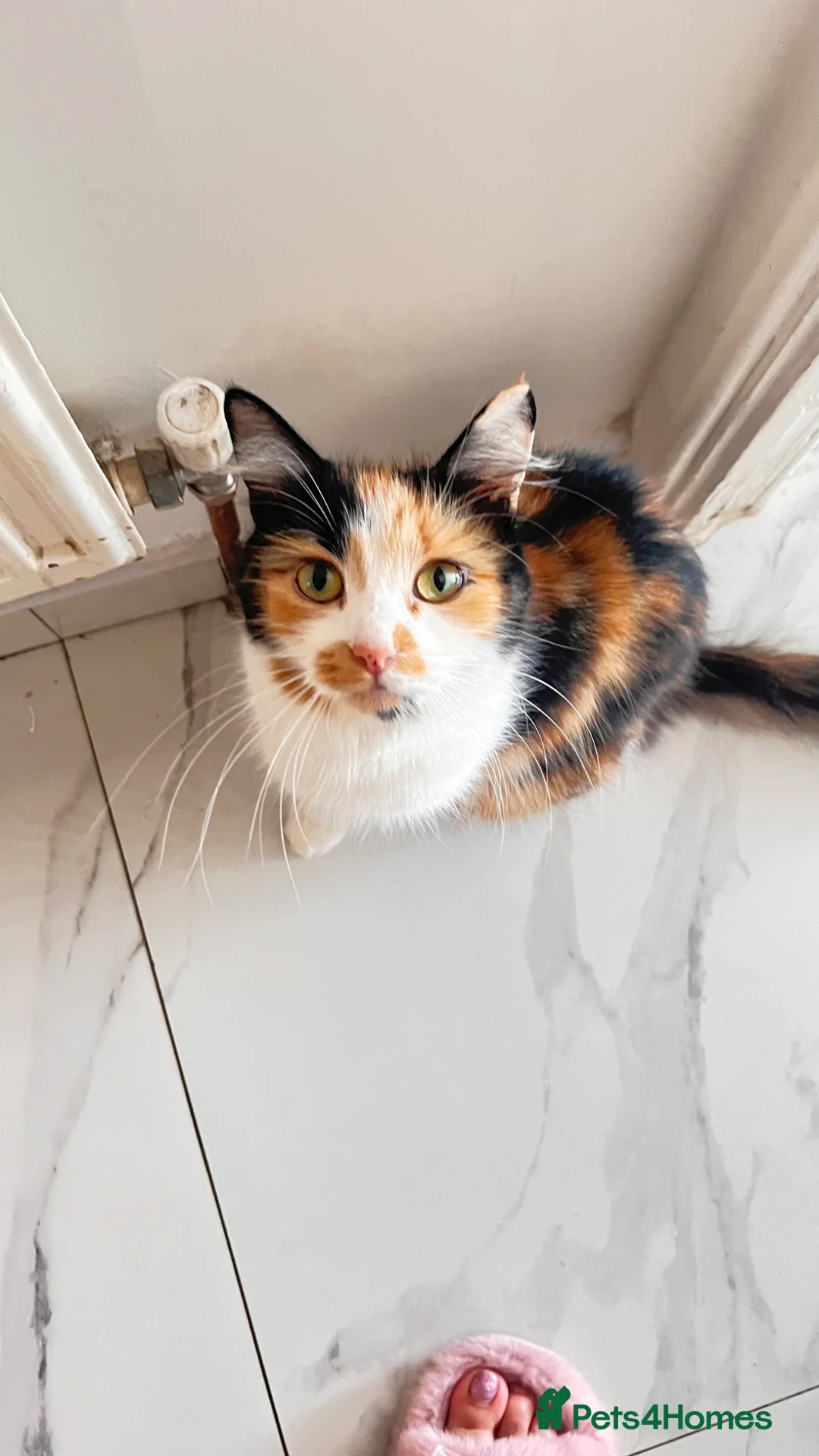 British Longhair cats for sale: Small taby kittens long hair london ready now - Advert 18