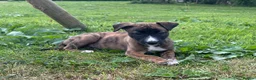 Mixed Breed dogs for sale: Lurcher pups for sale  - Advert 10