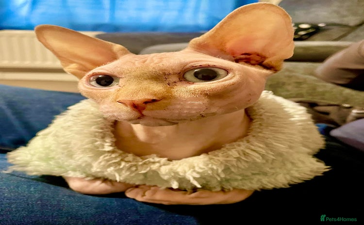 Sphynx cats - Advert 1