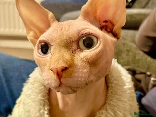 Sphynx cats for sale - Advert 1