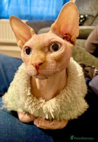 Sphynx cats - Advert 1