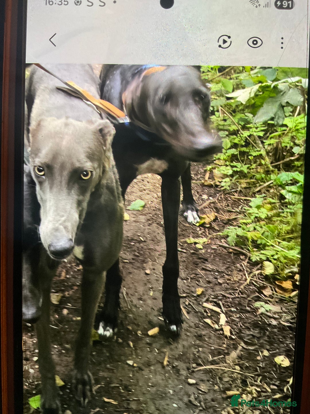 Greyhound dogs for sale: 2 sisters - Advert 1