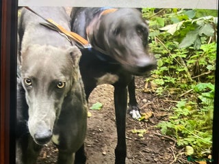 Greyhound dogs 2 sisters - Advert 1
