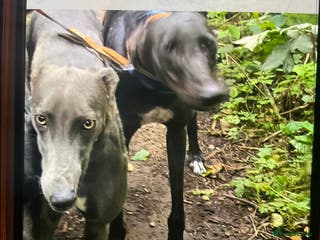 Greyhound dogs 2 sisters - Advert 13