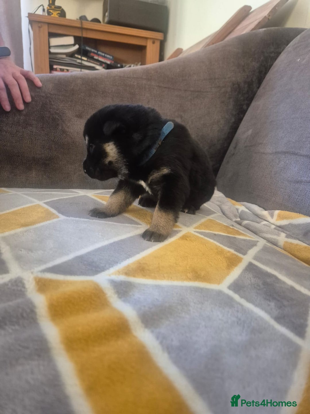 Mixed Breed dogs for sale: Stunning litter of puppies!! - Advert 8