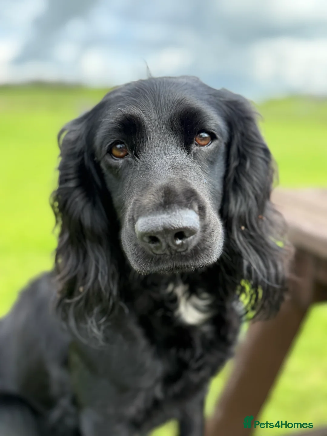 Cocker Spaniel dogs for sale: Beautiful Mixed litter working cocker pups  - Advert 2