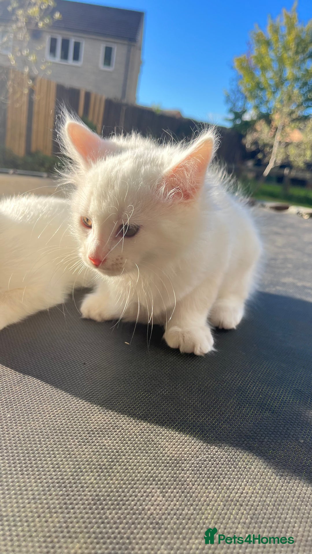 Mixed Breed cats for sale: Stunning 8 weeks old kittens  - Image 3